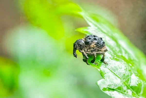 Nématodes : votre allié naturel contre les ravageurs du jardin